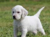 10 chiots Setters Anglais LOF à réserver