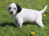 10 chiots Setters Anglais LOF à réserver