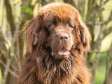 1 chien Terre-Neuve LOF de juin 2020, disponible pour saillie