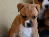 3 chiots Staffies LOF &agrave; r&eacute;server