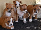 3 chiots Staffies LOF &agrave; r&eacute;server