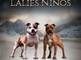 3 chiots Staffies LOF &agrave; r&eacute;server