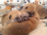À réserver, 5 chiots Akita Inus LOF