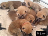 À réserver, 5 chiots Akita Inus LOF