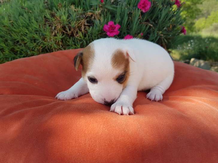 Magnifiques chiots Jack Russell Terrier LOF  à vendre