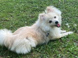 Mâle Spitz Allemand petit disponible pour siallie