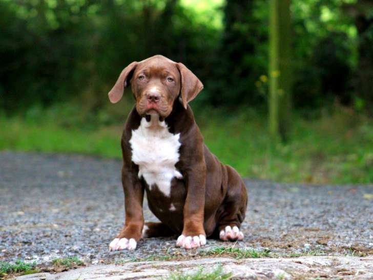 Chiots American Bully XL hors standard XXL à vendre