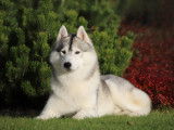 Chiots Husky de Sibérie LOF à reserver