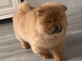 1 chiot femelle Chow-chow LOF à vendre
