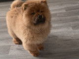 1 chiot femelle Chow-chow LOF à vendre