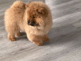 1 chiot femelle Chow-chow LOF à vendre