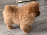 1 chiot femelle Chow-chow LOF à vendre