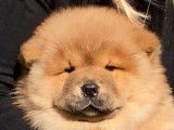 1 chiot femelle Chow-chow LOF à vendre