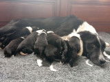 5 chiots m&acirc;les Border Collies LOF &agrave; r&eacute;server