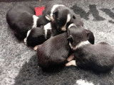 5 chiots m&acirc;les Border Collies LOF &agrave; r&eacute;server