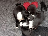 5 chiots m&acirc;les Border Collies LOF &agrave; r&eacute;server