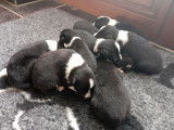 5 chiots m&acirc;les Border Collies LOF &agrave; r&eacute;server
