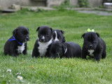 3 chiots m&acirc;les Staffordshire Bull Terriers LOF &agrave; r&eacute;server