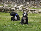 3 chiots m&acirc;les Staffordshire Bull Terriers LOF &agrave; r&eacute;server