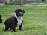 3 chiots m&acirc;les Staffordshire Bull Terriers LOF &agrave; r&eacute;server