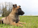 6 chiots Malinois LOF à réserver
