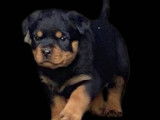 4 chiots Rottweilers noir et feu LOF à réserver