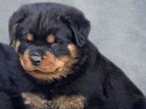 4 chiots Rottweilers noir et feu LOF à réserver