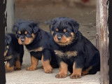 4 chiots Rottweilers noir et feu LOF à réserver