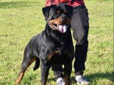 4 chiots Rottweilers noir et feu LOF à réserver