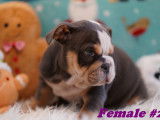 Beaux Bouledogues Anglais à vendre
