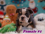 Beaux Bouledogues Anglais à vendre