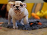 Beaux Bouledogues Anglais à vendre