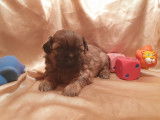 Chiots de type Shih Tzu &agrave; vendre