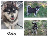Chiots Pomsky F3 &agrave; vendre