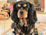 Mâle Cavalier King Charles Spaniel disponible pour saillie