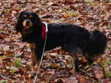 Mâle Cavalier King Charles Spaniel disponible pour saillie