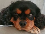 Mâle Cavalier King Charles Spaniel disponible pour saillie