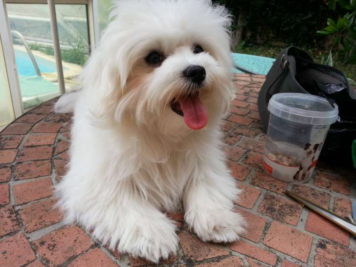 Chiot mâle Bichon Maltais LOF à vendre