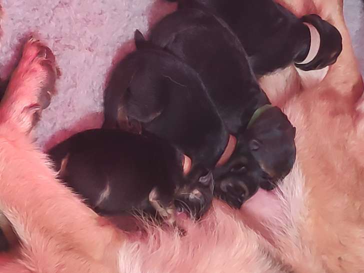 Chiots Berger allemand à poil court à réserver