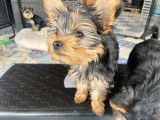 Chiots de race Yorckshire terrier à vendre (1 Femelle & 2 Mâles )