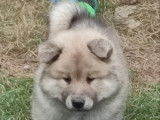 Chiots Eurasier LOF à vendre
