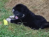 Chiots Eurasier LOF à vendre