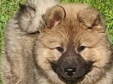Chiots Eurasier LOF à vendre