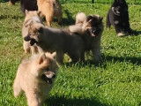 Chiots Eurasier LOF à vendre