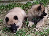 Chiots Eurasier LOF à vendre