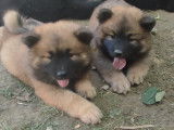 Chiots Eurasier LOF à vendre