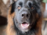 Mâle Berger Allemand LOF disponible pour saillie