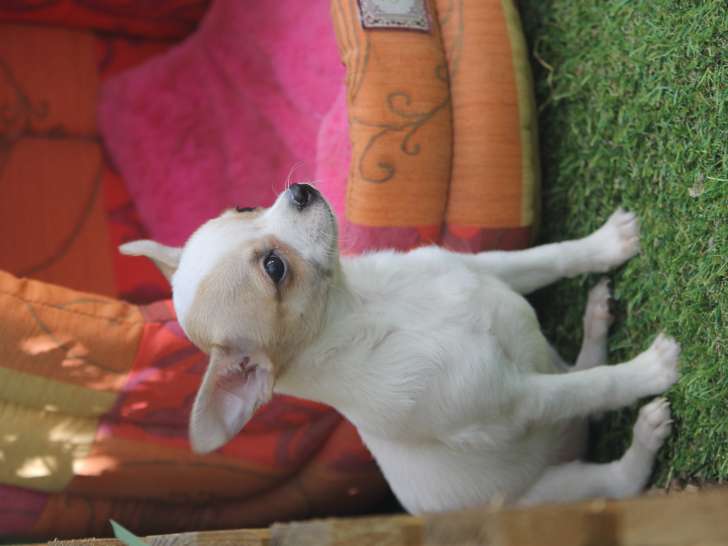 Chiot Chihuahua mâle inscrit au LOF à vendre