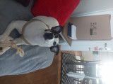 Cherche mâle Jack Russel pour sallie