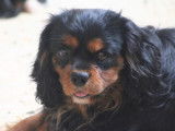 Mâle Cavalier King Charles Spaniel disponible pour saillie